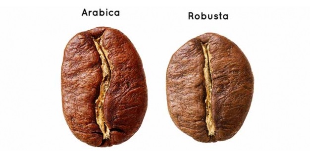 Why Is Robusta Such A Dirty Word Greenbean Coffee Roasters