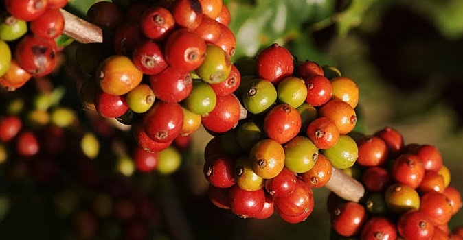 Meaning Of Robusta